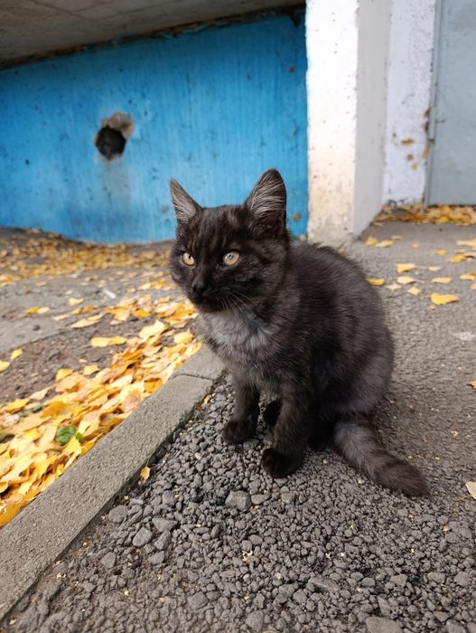 Котик,молодой котёнок