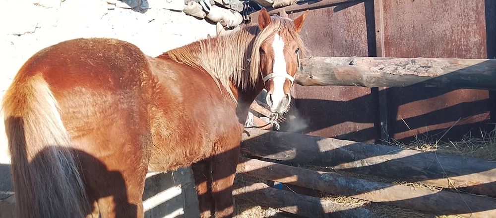 Продам айгыр 5 лет стоит на откорме