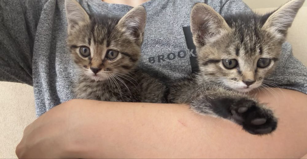 Отдам котят в добрые руки