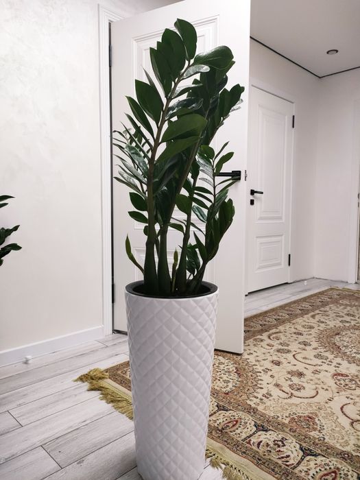 Растения.   Есть доставка