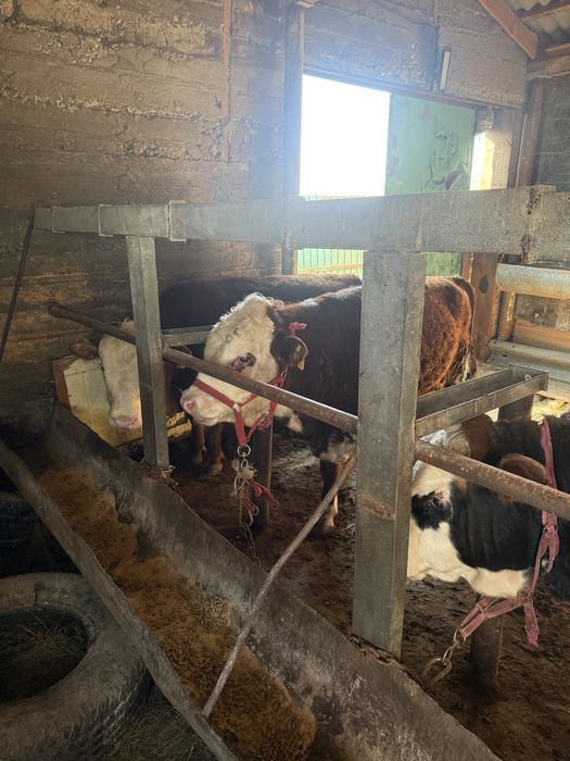 Продам бычков на откорме