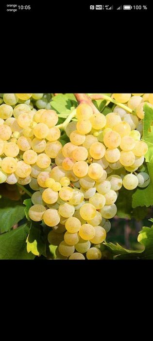 Vând struguri de vin