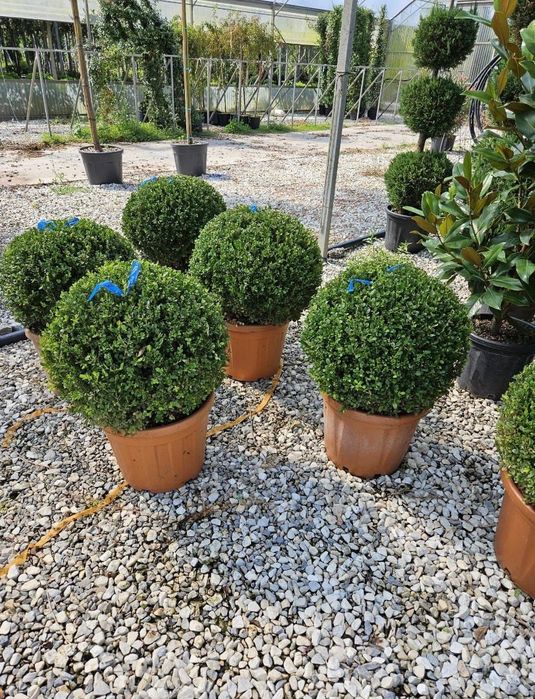 Plante naturale ornamentale pentru gradina ta