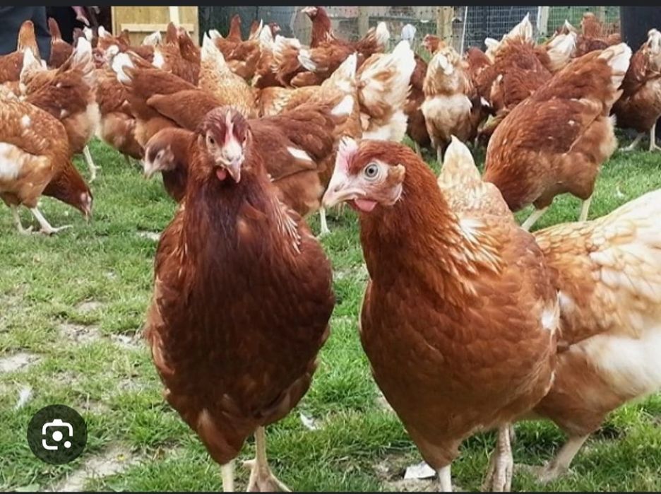 Продажа куры ламан Браун