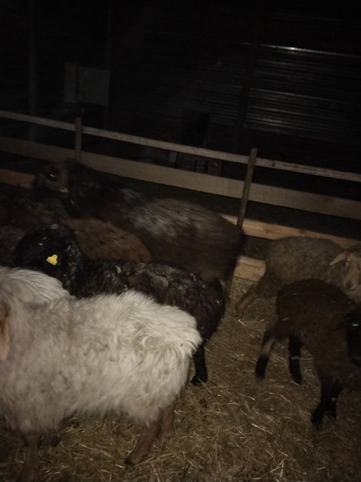 Қошқар қой Тохты сатылады оптом