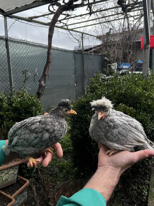 Декоративни кокошки