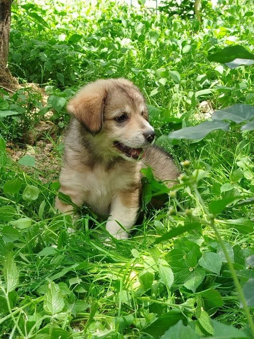 Маленький щенок ищет дом