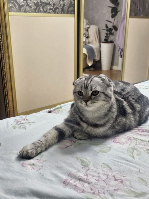 Продам котёнка взрослого