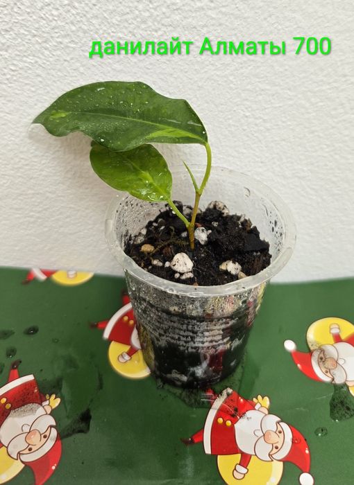 Фикусы разные, прекрасные