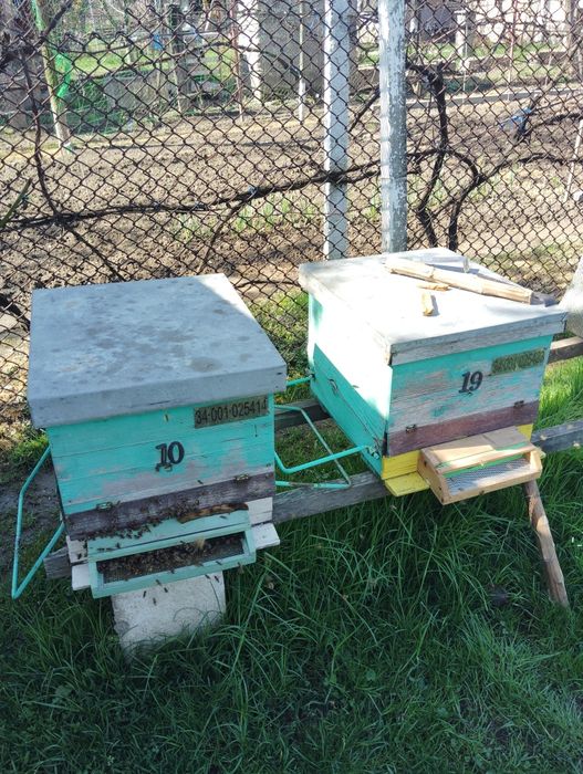 Vând stupi (albine)