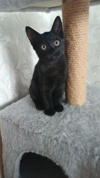 В добрые руки кошечку