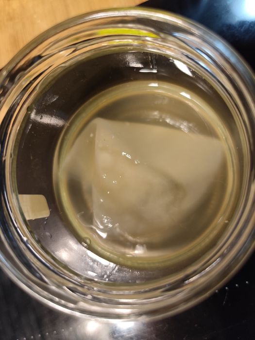 Ciupercă Kombucha (SCOBY) proaspătă + Lichid Starter inclus