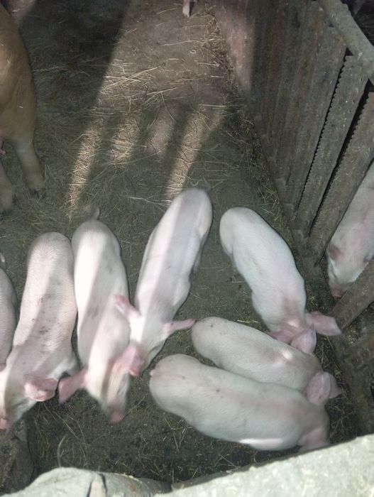 Продам месячных поросят