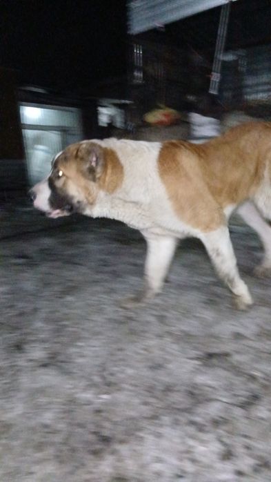 Щенок девять месяцев