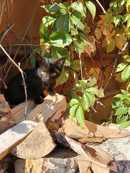 Котята, котенок, кошечка