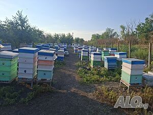 Пчелни семейства / кошери / ДБ
