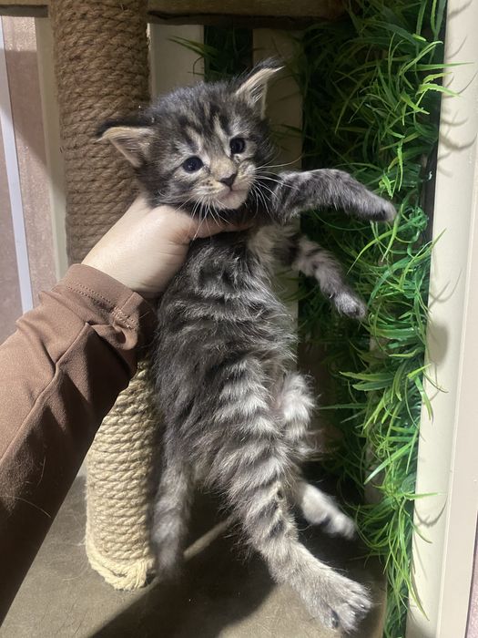 Готовы к брони Мейн куны из питомника