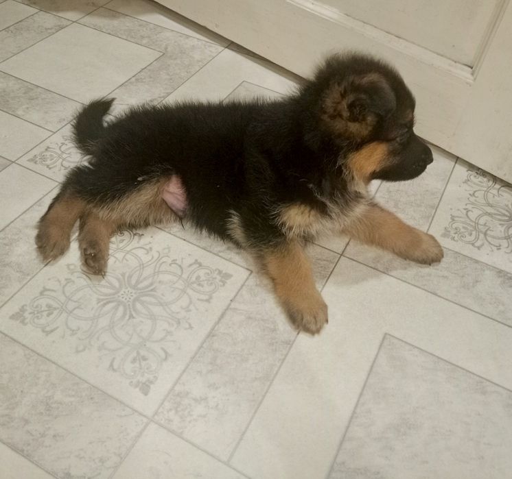 Щенки немецкой овчарки