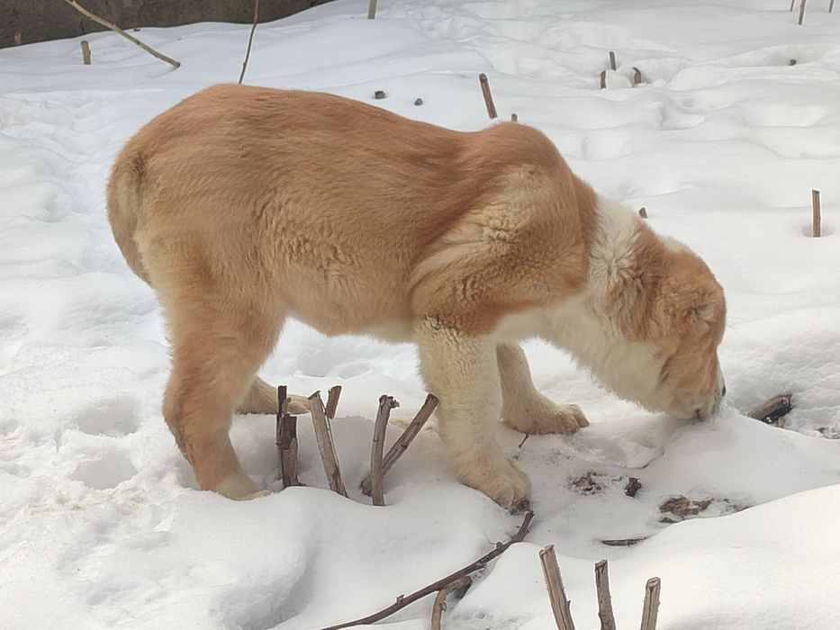 Шикарная девочка САО Алабай
