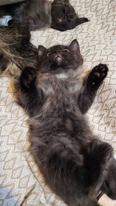 котята турецкой ангоры