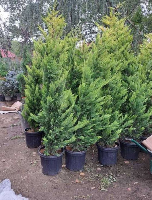 Plante Decorative Leylandii Cupressocyparis