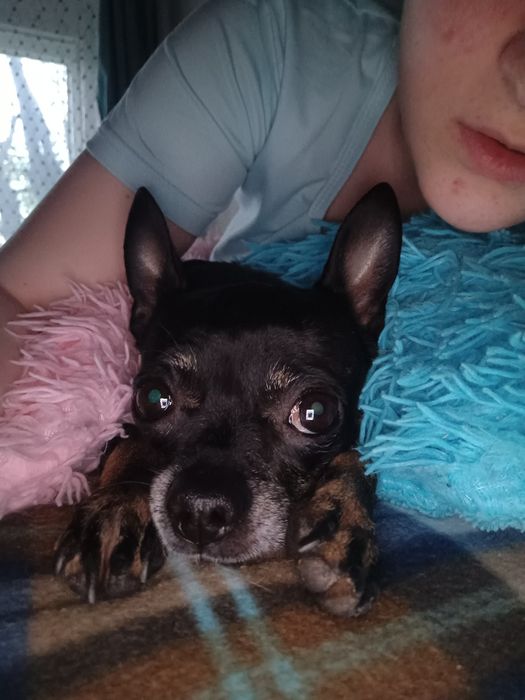 Пропала собака русский той терьер  прошу помогите