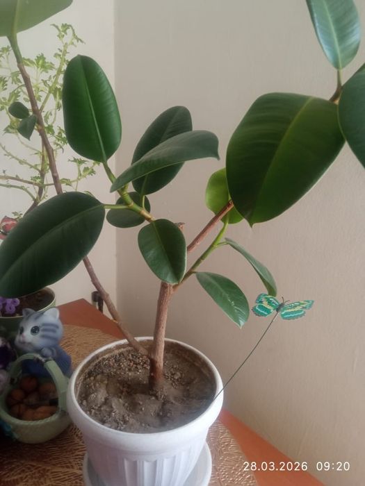 Продам шикарный Фикус