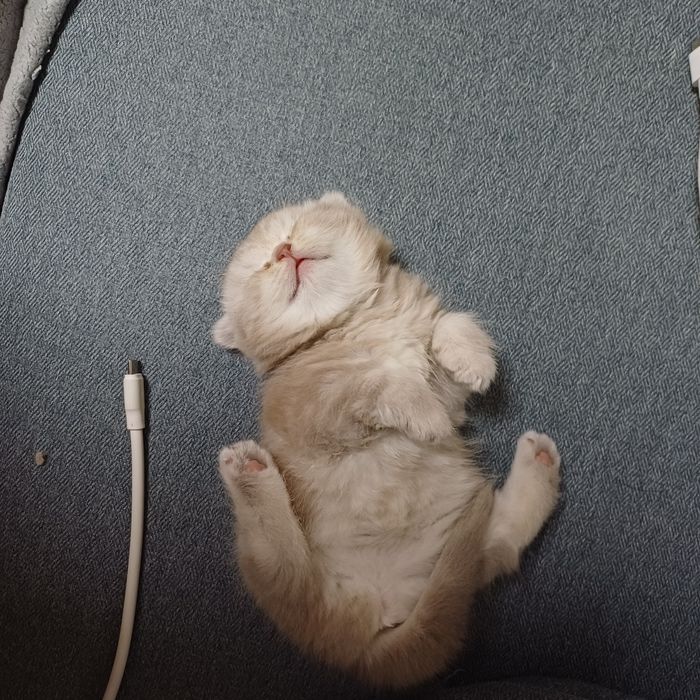 котенок веслоухий шотландец