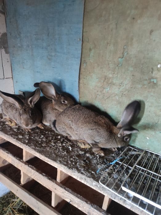 Uriaș german tineret și adulți