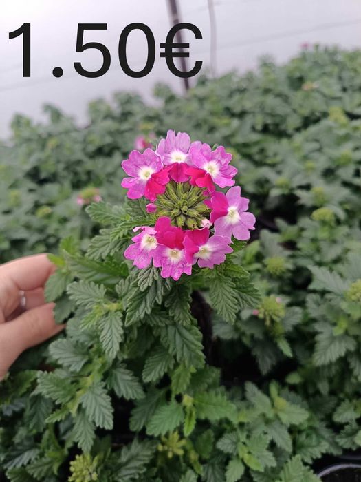 Цветя на Едро и Дребно!Градински център "Далия" гр.Садово.