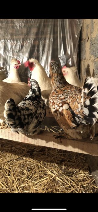 Японскийлер сатылады