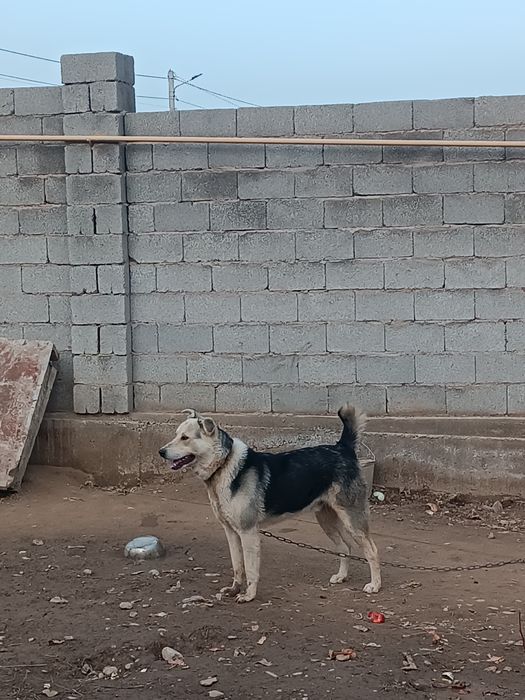 Күшік сатылады бір жасар