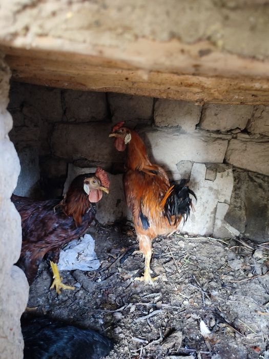 2 ta xoʻroz mesni tozza 1 ta kulangi tovuq kurk boʻgan tuxum bostirsah