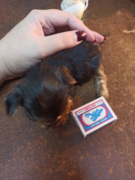 Красивые щенки Йорка