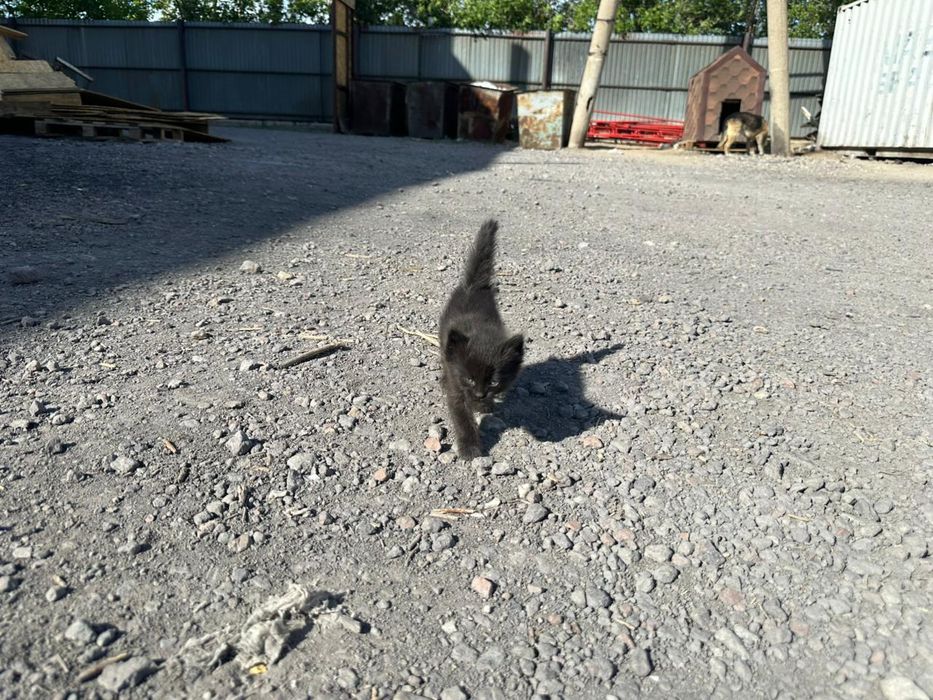 Котята бесплатно