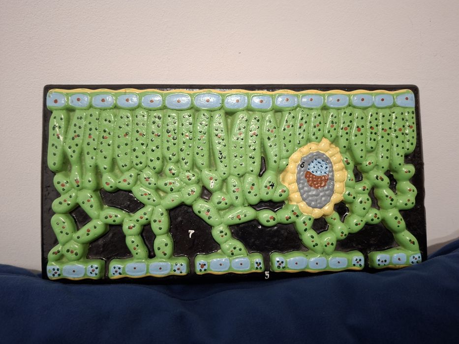 Учебен модел – растителна клетка / биология