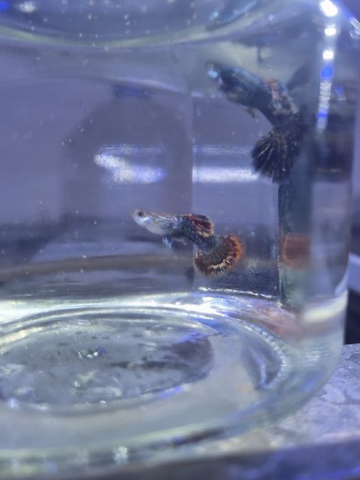 Red dragon snakeskin Halfmoon. Gupiy sotiladi