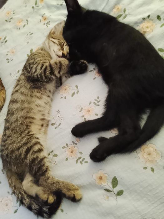 Отдам котят в добрые руки