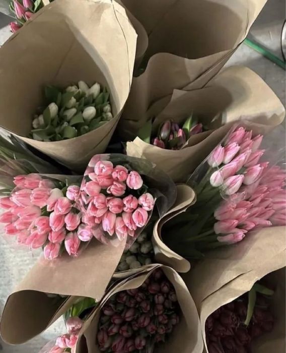 Гулдер, Кызгалдактар голландия