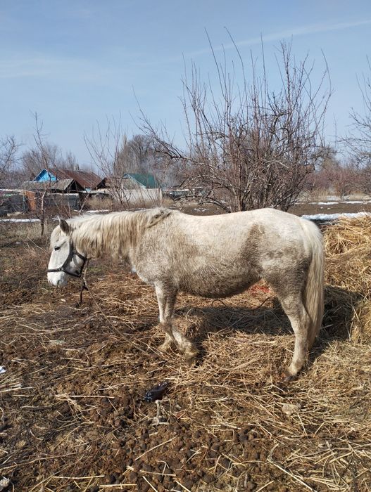 Кобыла жеребая буаз бие