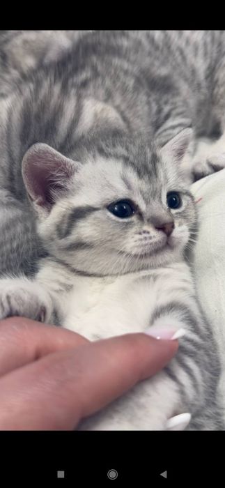 Продаётся котики серебристый Шен шыла