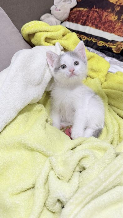 Котенок мальчик
