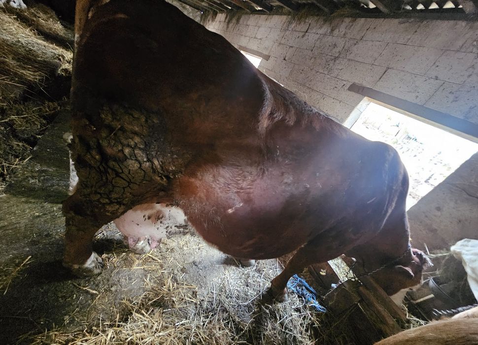 Vând vaca gestantă