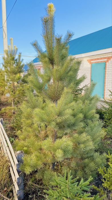 Сосна, елки в Актобе