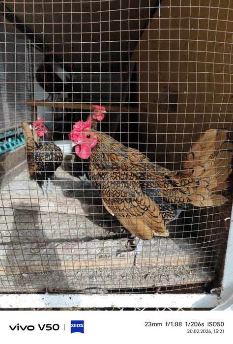 Япон хуроз сотилади тоза донаси 150 мингдан