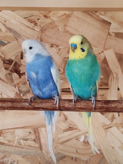 Papagali peruși pui și maturi