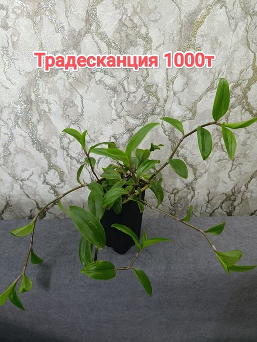 Комнатные растения кжби