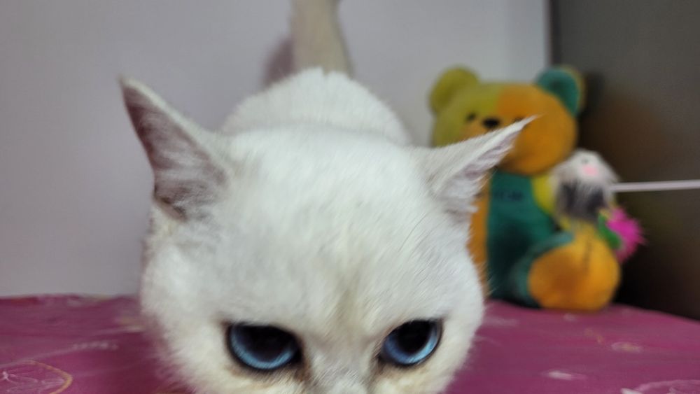 British shorthair NS 11 33 silver shaded.