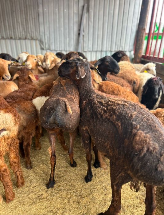 Қой тоқты сатылады!