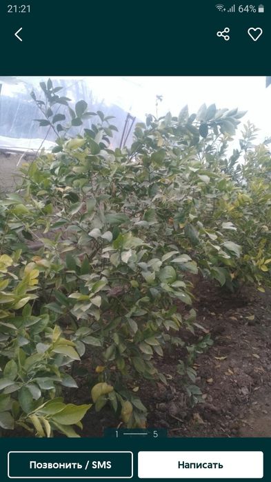 Лимон кучатлари сотилади